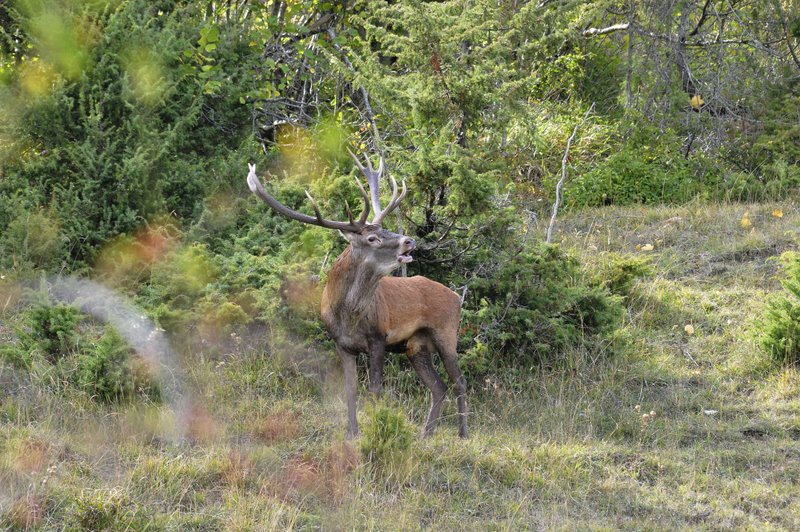 Un''arena molto contesa